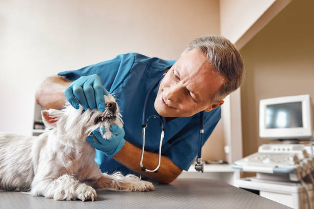 Best Same-Day Emergency Dental Services in University Park, TX